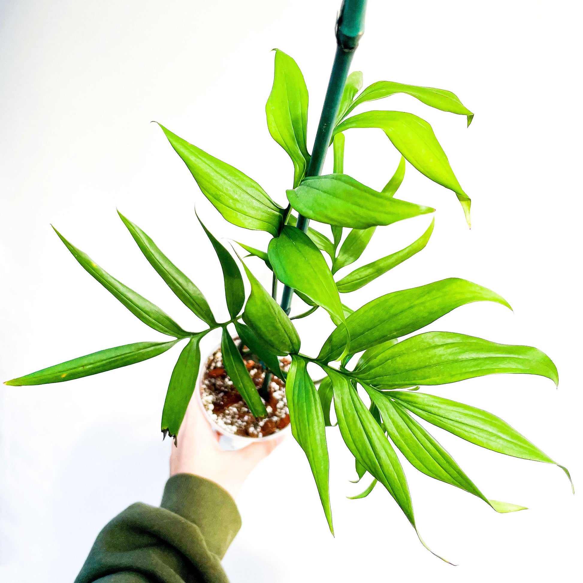 monstera subpinnata Monstera subpinnata RARE Fern-Like Monstera with Tropical Elegance Cut – Rooting 4 Joy