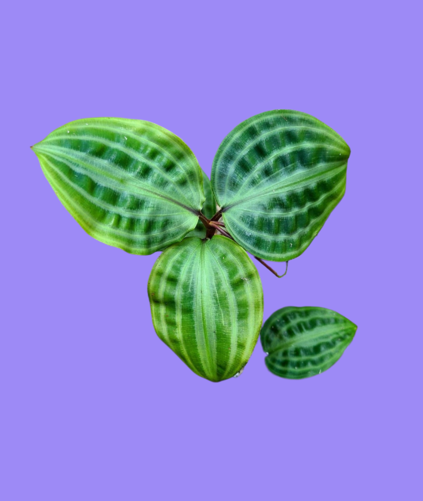 Geogenanthus poeppigii -Rare Beauty: Cuttings & Rooted Starter Creeping Inch Plant