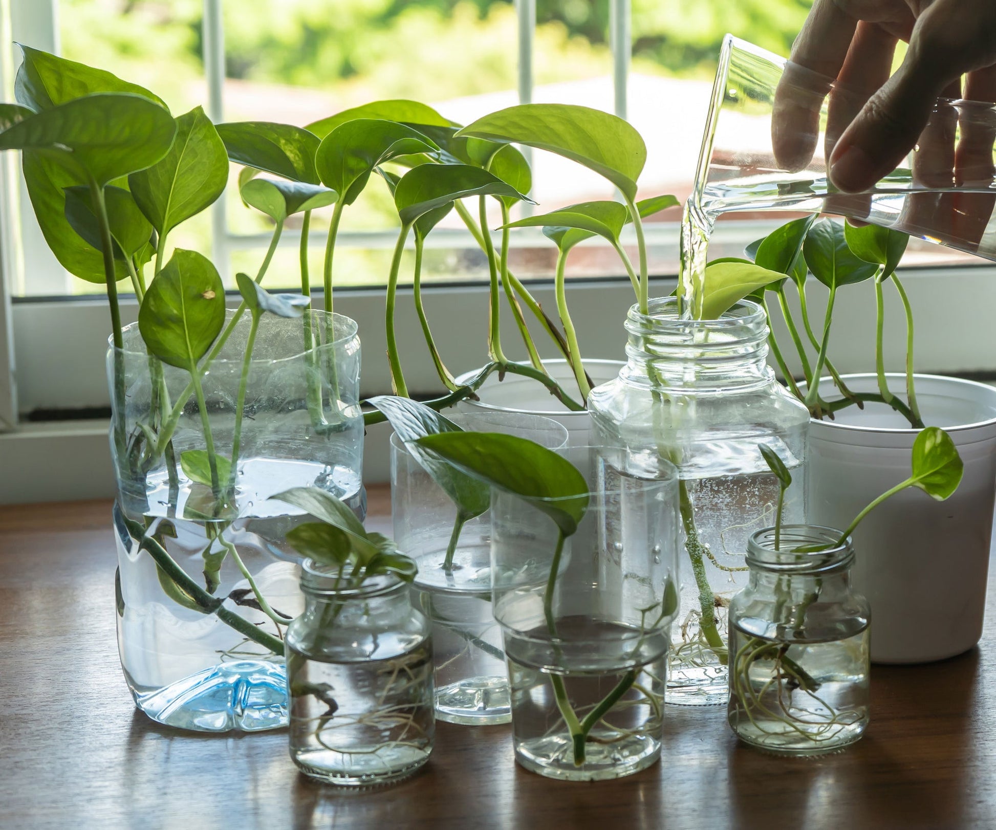 indoor plants that open and close House Plant Cutting Mystery Surprise Box Get a box of fresh cut surpri – Rooting 4 Joy