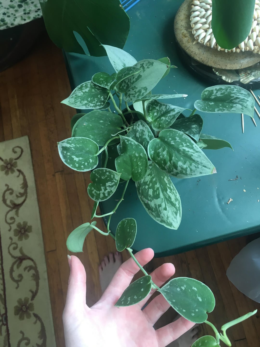 Rare Silver Stain Pothos | Satin Pothos Variety | Trailing Indoor Plant