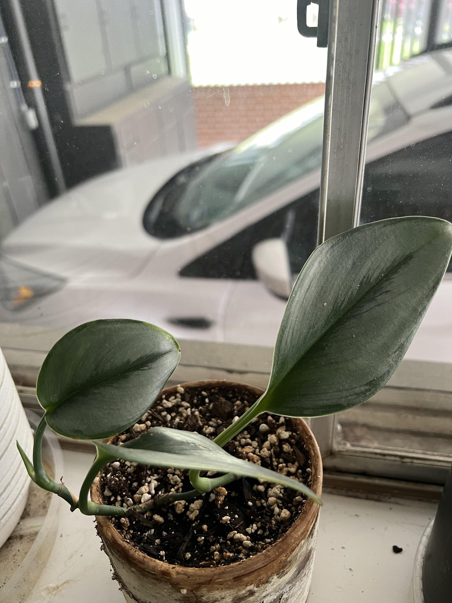 Buy Moonlight Silver Satin Pothos (Scindapsus pictus) – Low Light, Trailing Plant Cuttings Or Rooted Starter