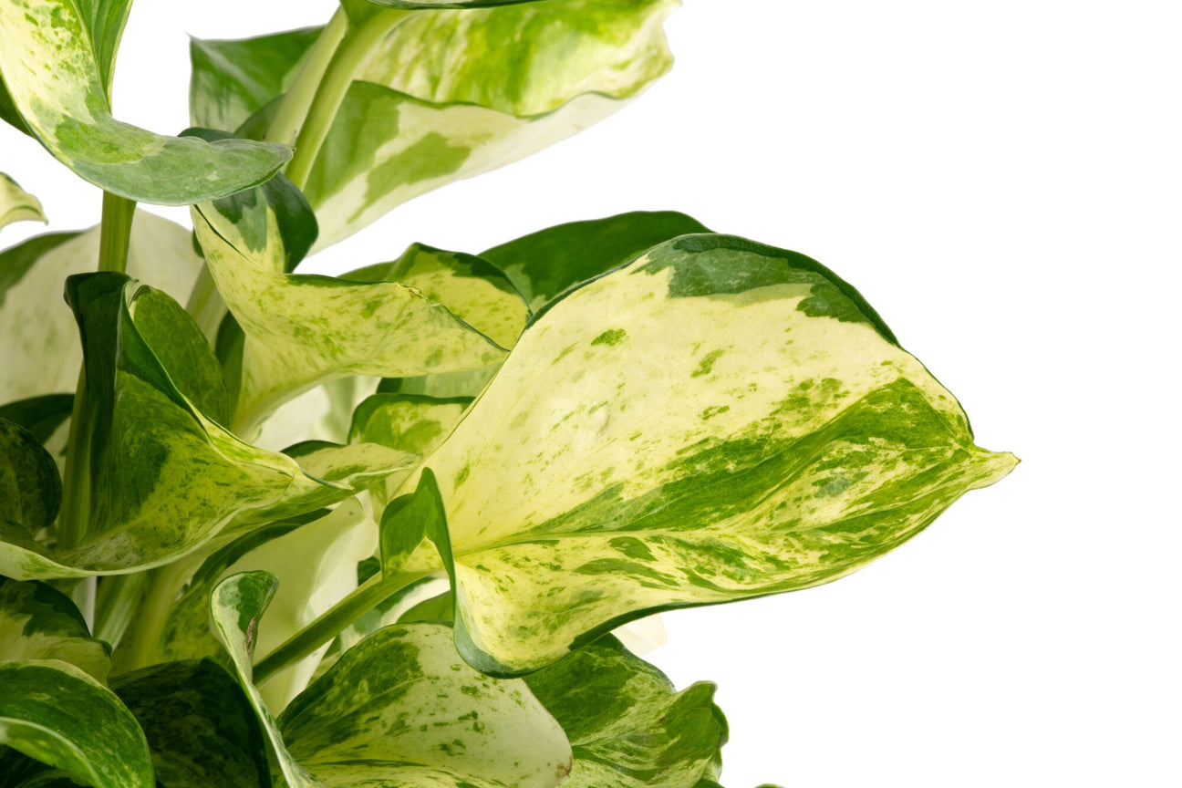 RARE Uncommon Pothos Starter Plants Baby Beginner Plants Rio Manjula Albo Skelton Key
