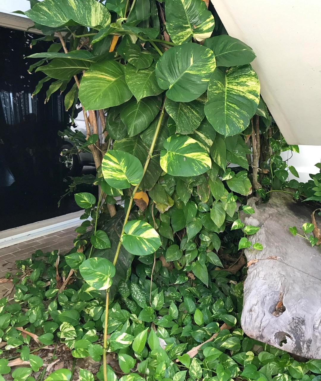 Hawaiian Pothos Plant Node Cuttings, Houseplant Cuttings, Hawaiian Pothos Collectors , Large Plant Grower