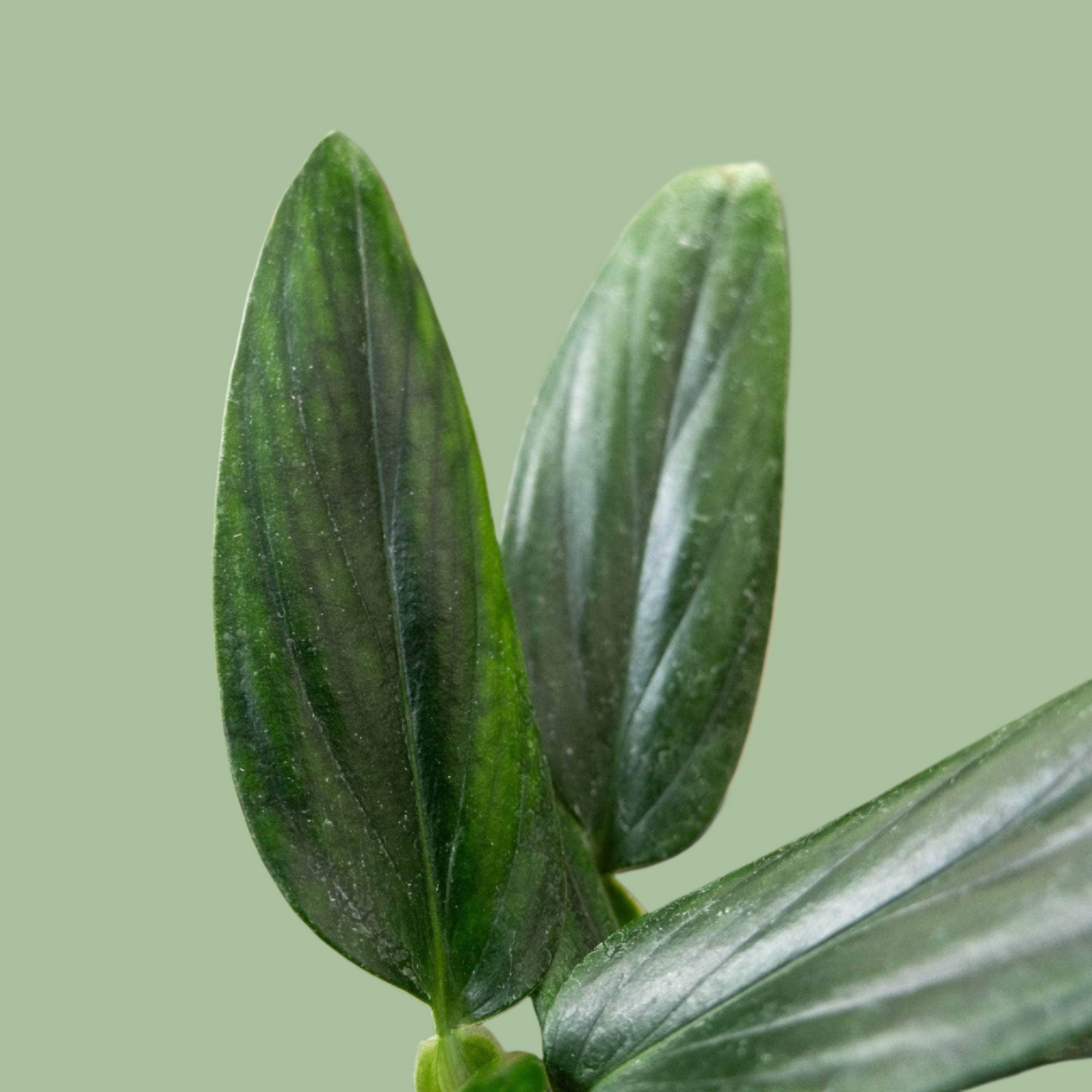 Philodendron Guttiferum – Upright, Glossy Leaf Houseplant Cuttings or Rooted Starter Plant