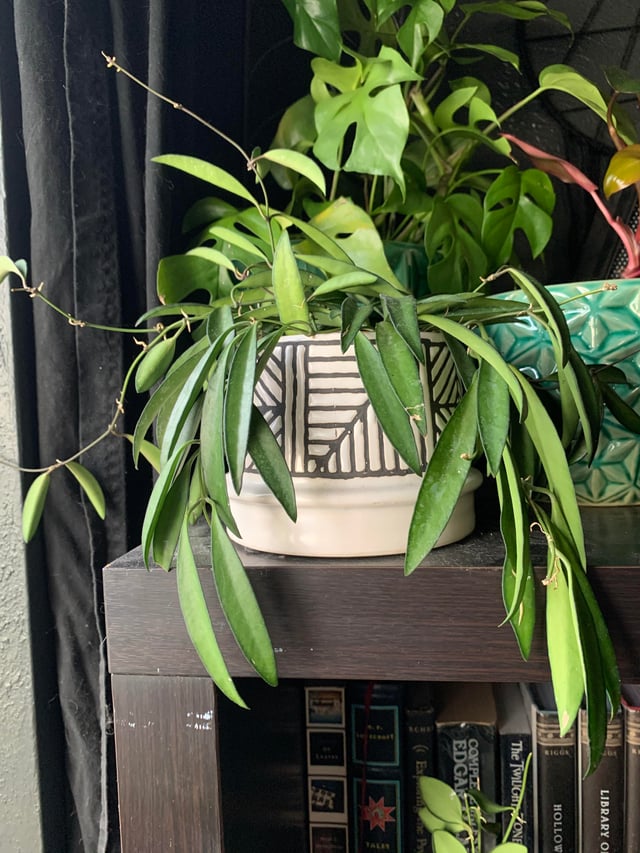 Rare Hoya Wayetii Narrowleaf | Long Leaf Wax Plant | Easy Care Vine