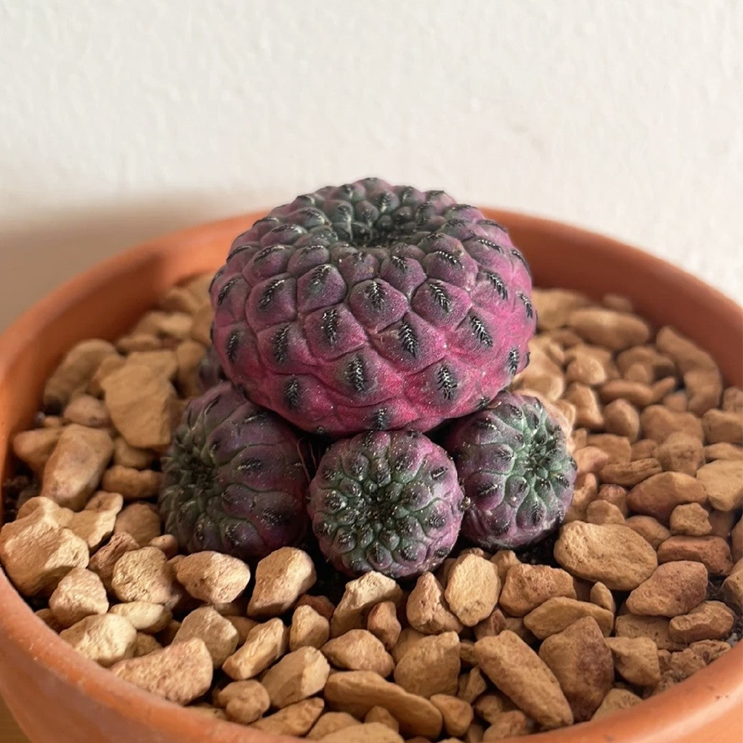 Rare Sulcorebutia rauschii | Purple Gem Cactus | Easy Care Desert Plant