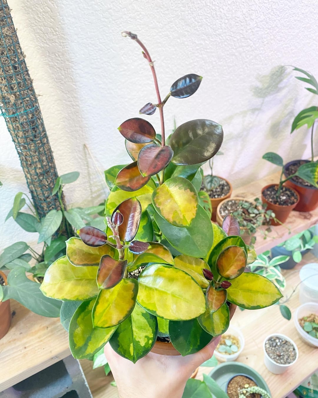 Hoya Lisa — The Painted Jewel of the Hoya World - Cuttings or Starter Hoya House Plant