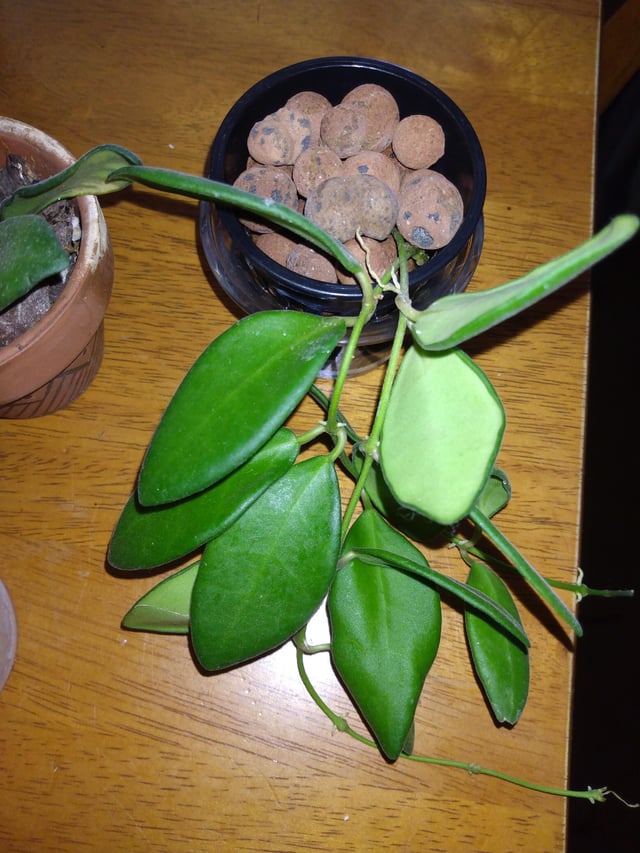 Hoya Plant Cuttings Pick Which you want common & Rare Hoya leaf node plants