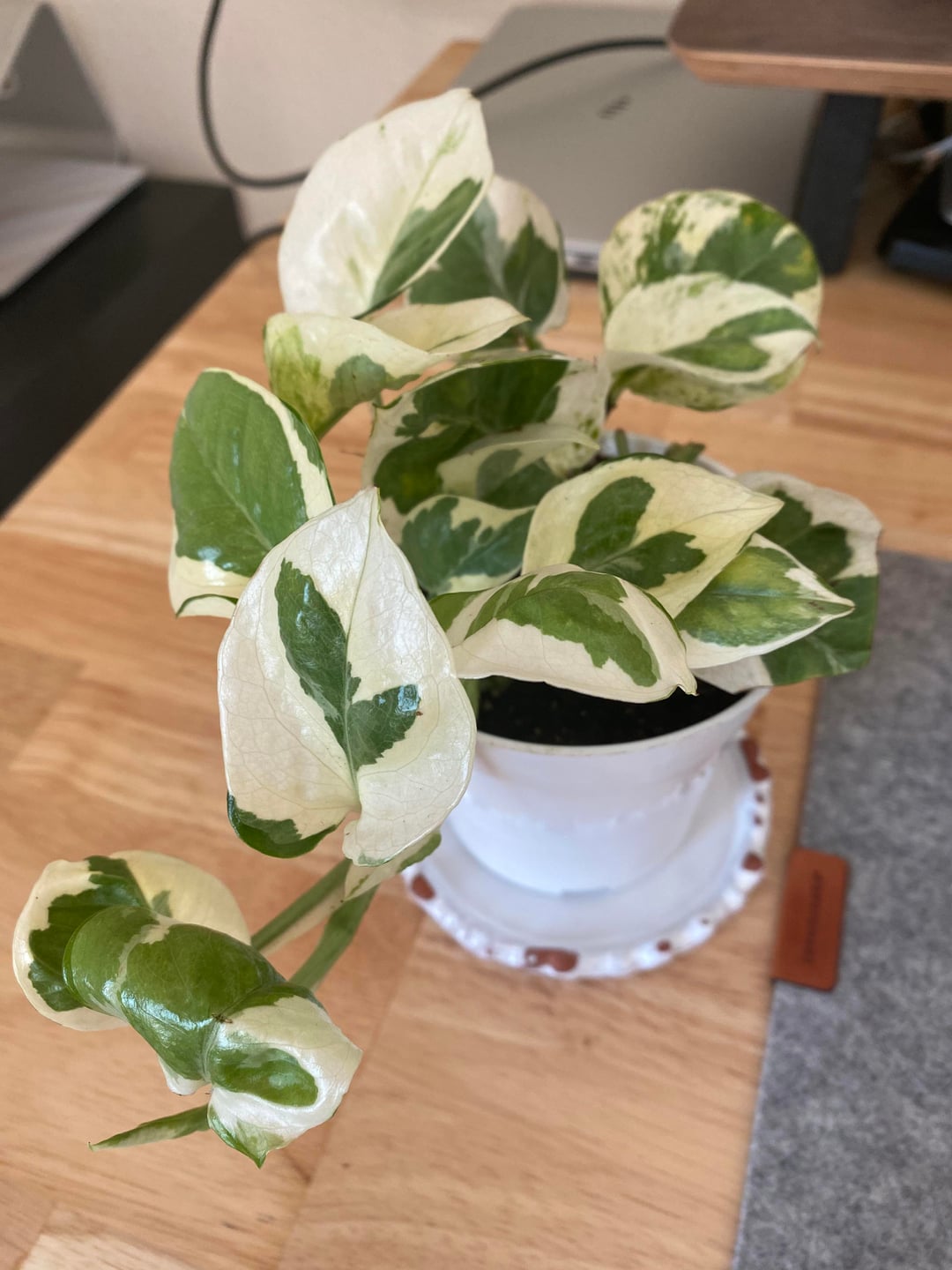 Pothos N’Joy (Epipremnum aureum ‘N’Joy’) Varagatied Uncommn Pothos Indoor Easy Care