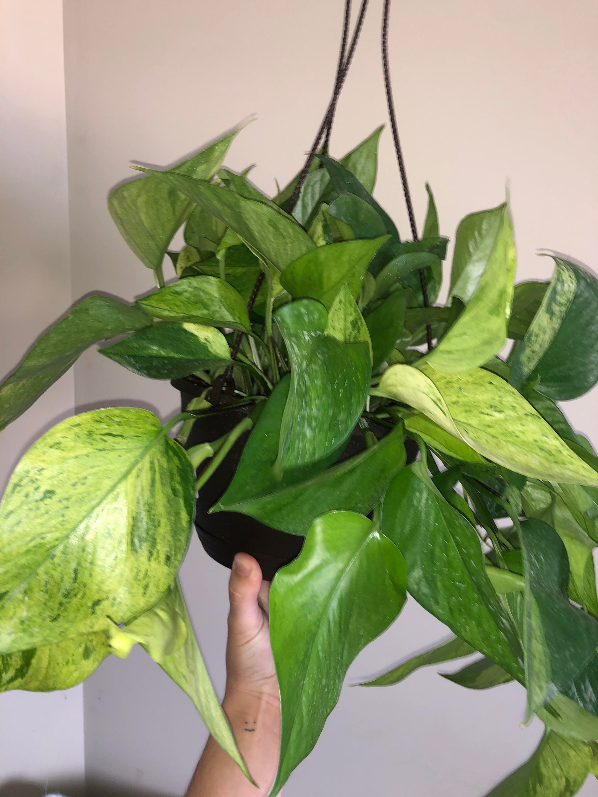jessenia pothos plant Jessenia Pothos Plant Node Cuttings RARE Houseplant Jessenia Pothos Co – Rooting 4 Joy