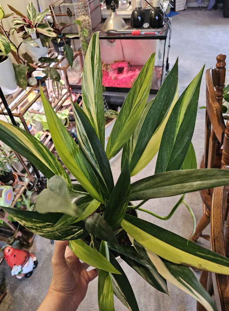 Variegated Silver Streak Pothos ✨ | Rare Variegated Indoor Plant | Easy Care & Fast Growing Vine