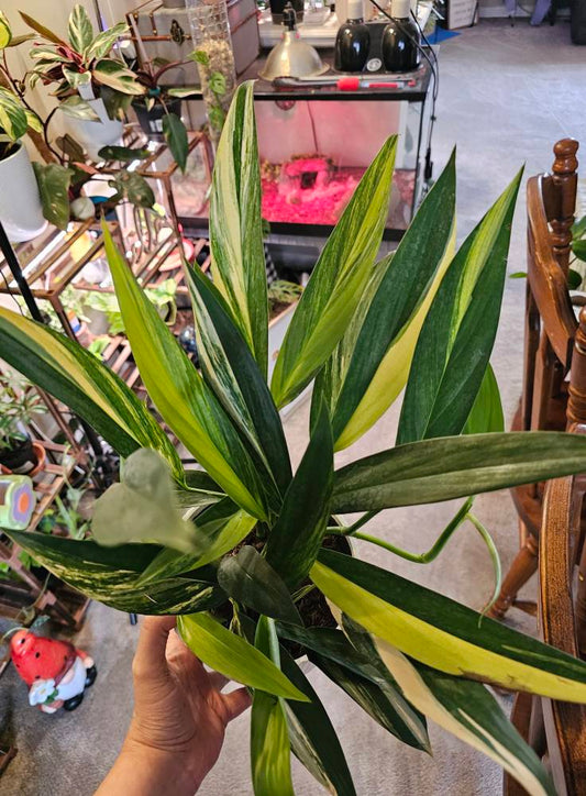 Yellow Sunrise 2025 Pothos Epipremnum pinnatum Cutting or Rooted Starters