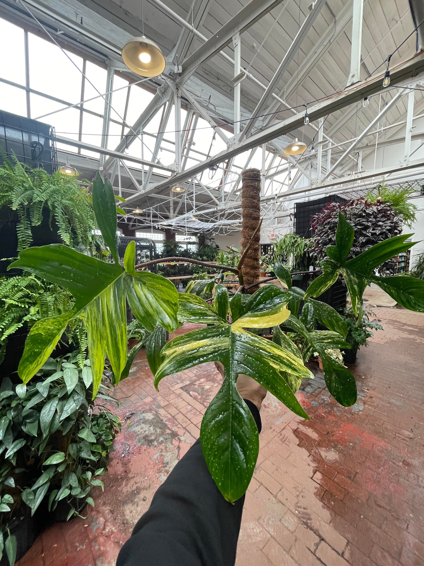 Philodendron Florida Beauty Variegated, Rare Philo Plant Cutting or Starter Rooted  Collectors Plant Indoor House Plant