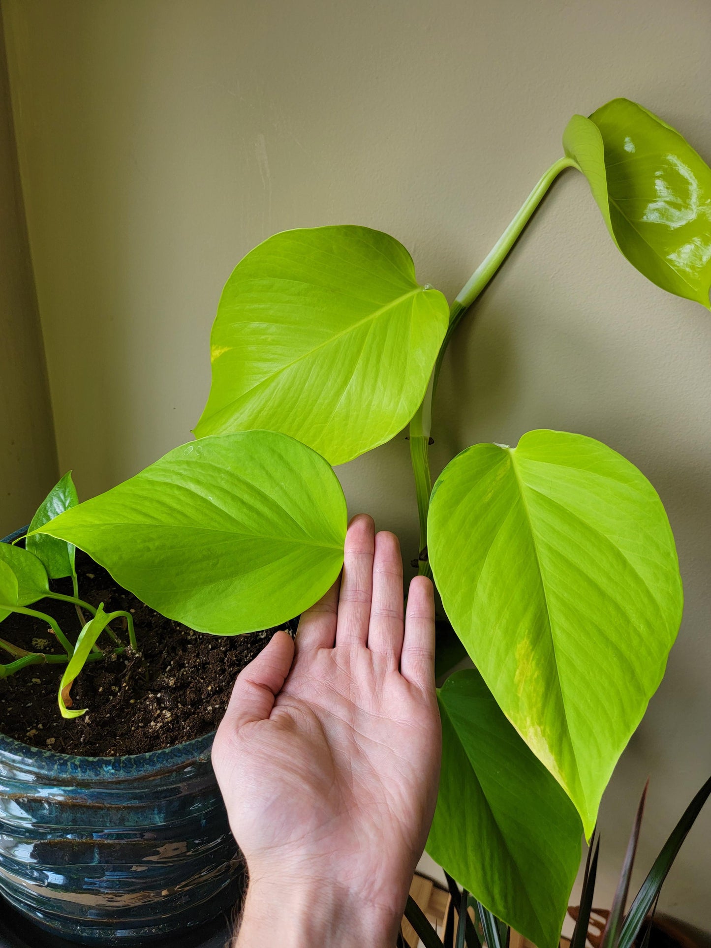 Neon Pothos Epipremnum aureum 'Neon' Bright Yellow Plant Cuttings or Rooted Starter Houseplant