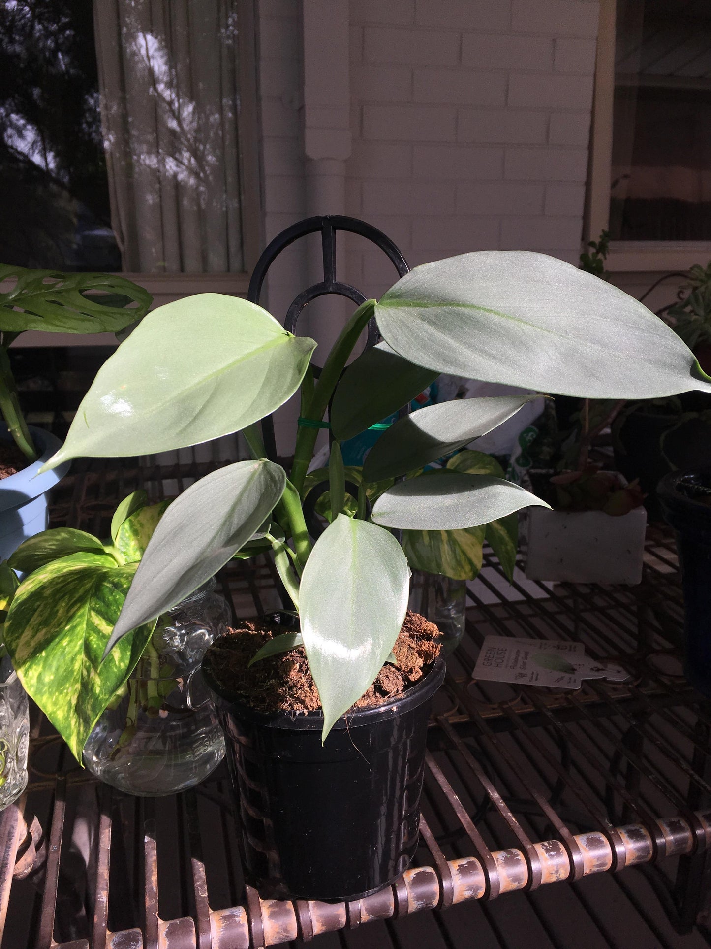 House Plant Cutting Mystery Surprise Box Get a box of fresh cut surprise to you cuttings