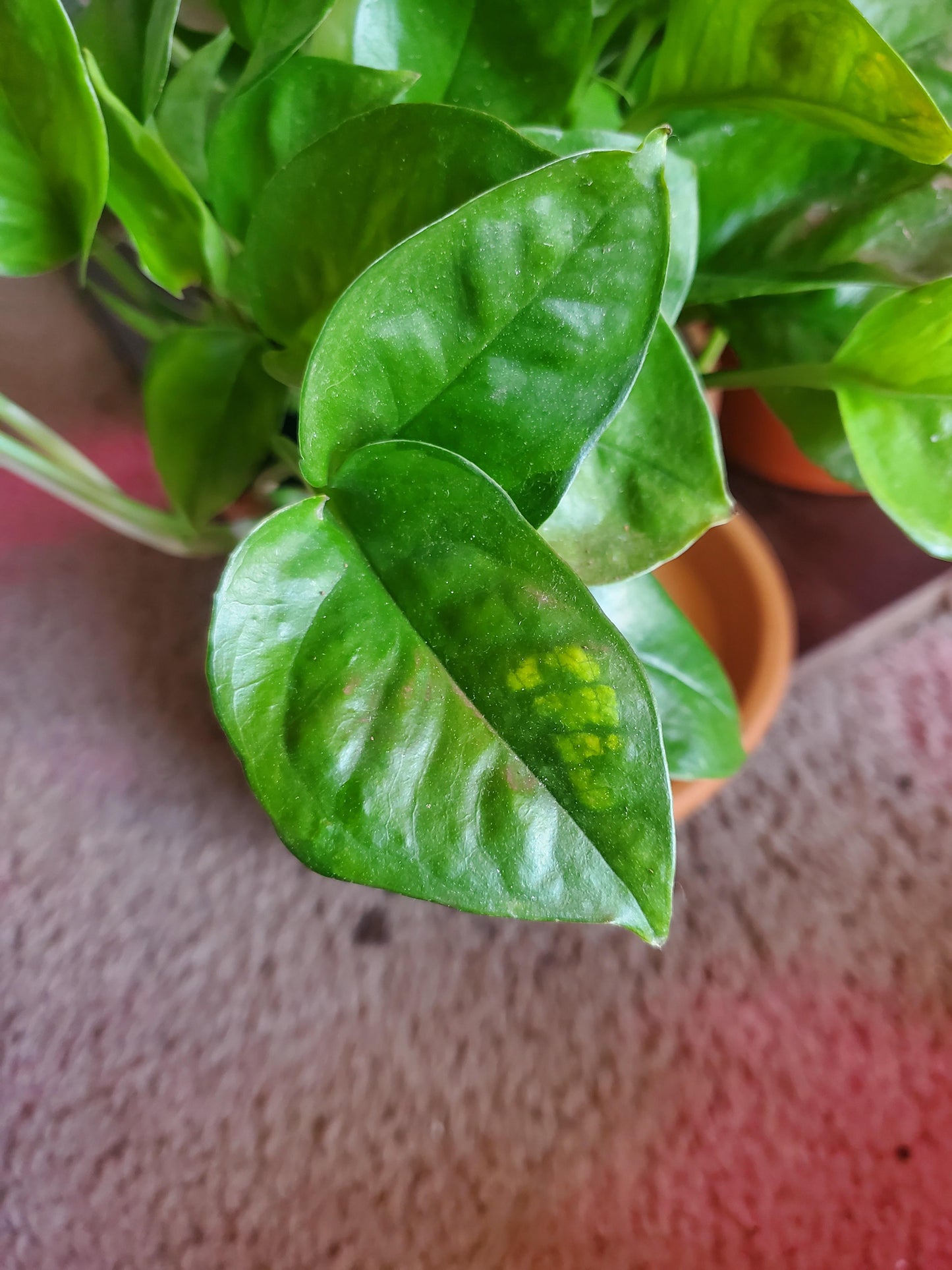 Emerald Pothos Plant Node Cuttings, Houseplant Cuttings, Emerald Pothos Collectors , Plant Cutting