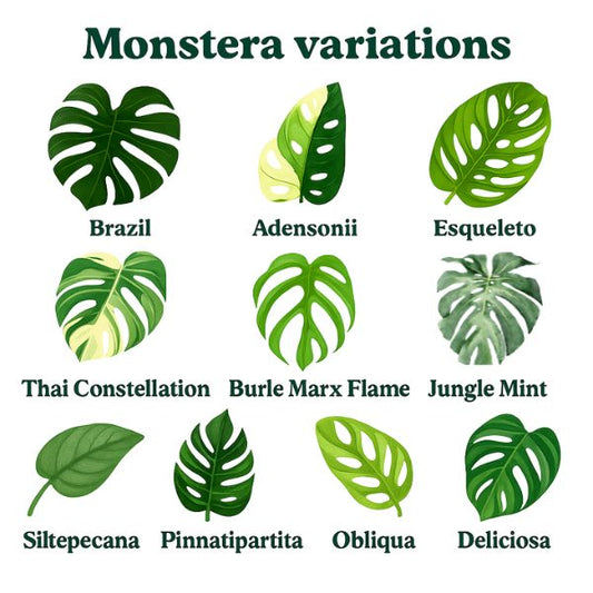 Monstera Surprise Plant Box Cutting Clipping Leaf Common/Popular or Rare/Uncommon