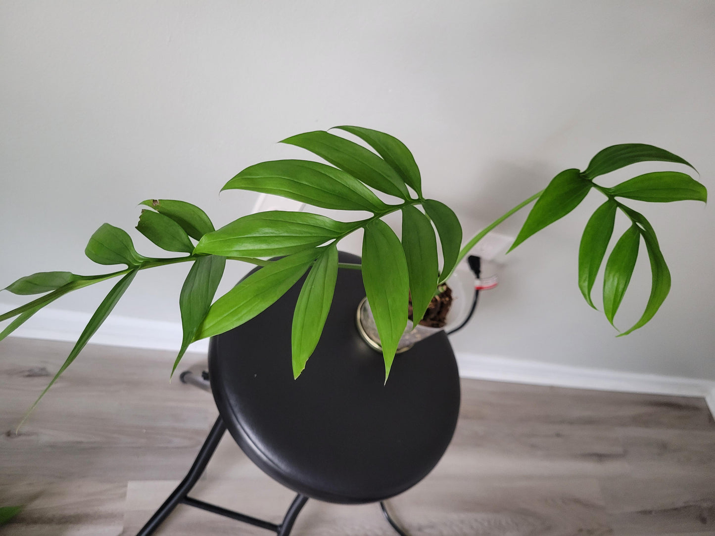 Monstera subpinnata  RARE Fern-Like Monstera with Tropical Elegance Cutting or Rooted Starter