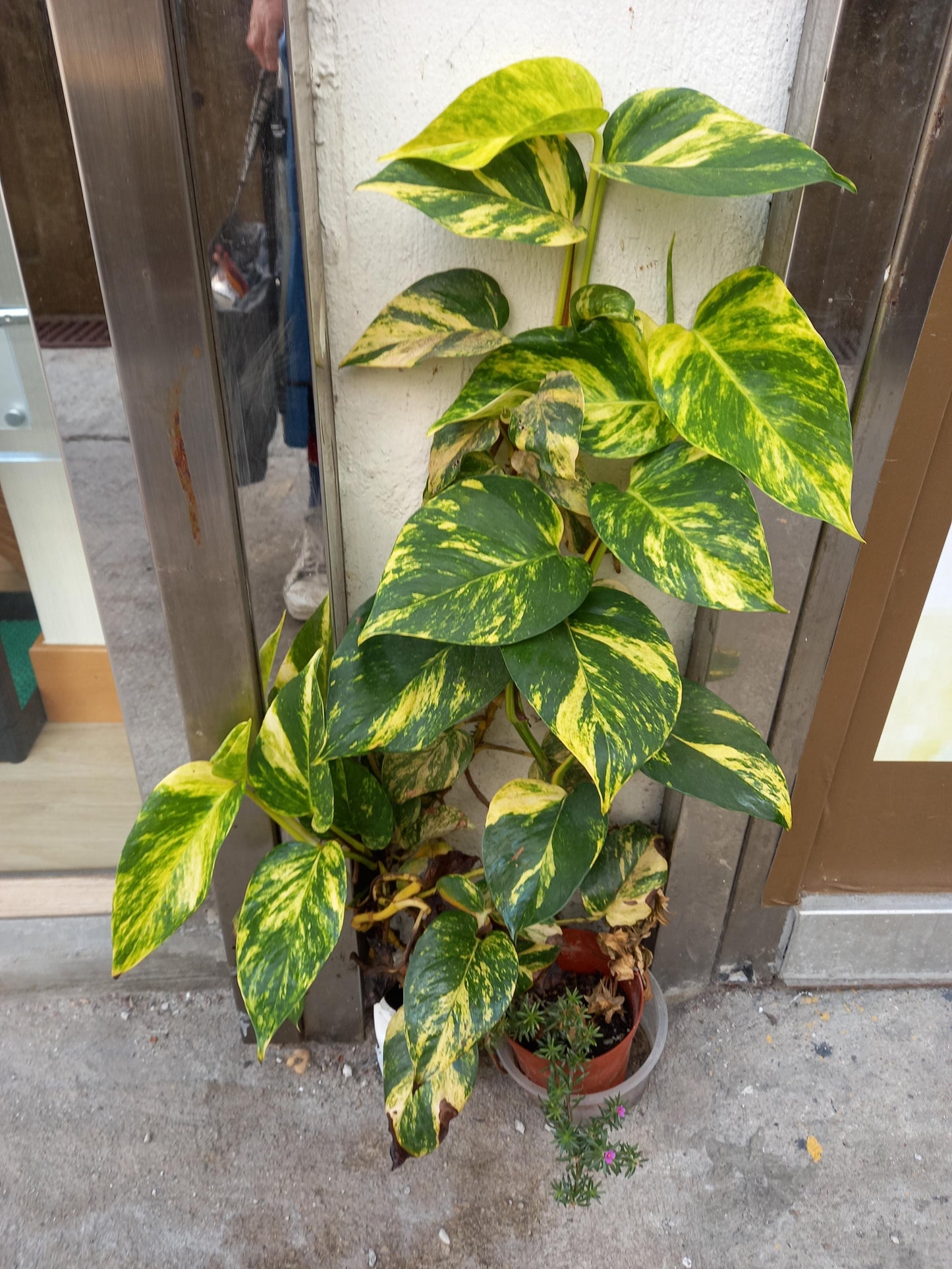 Hawaiian Pothos Plant Node Cuttings, Houseplant Cuttings, Hawaiian Pothos Collectors , Large Plant Grower