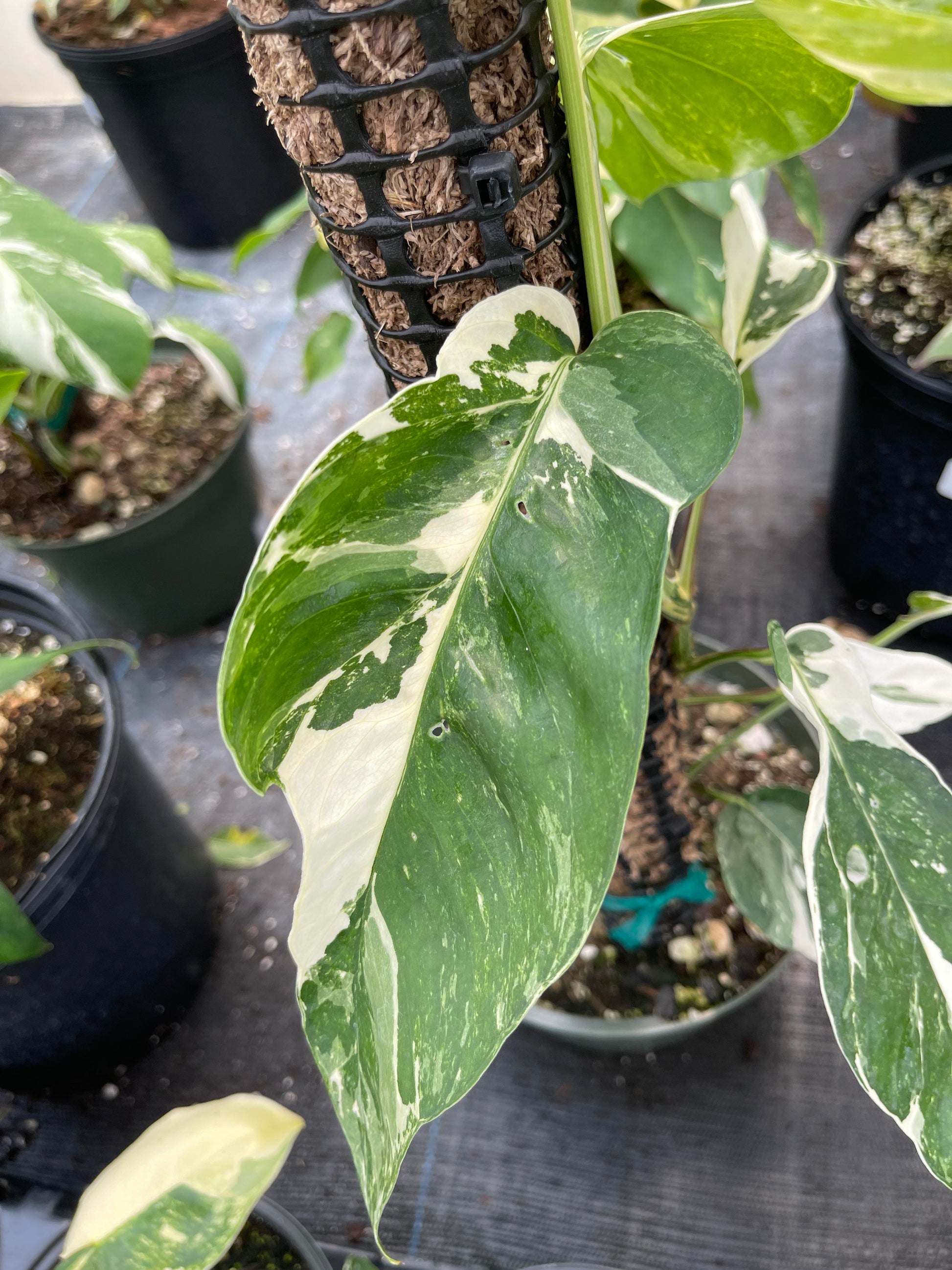 pothos albo variegata Albo Pothos Epipremnum pinnatum 'Variegata Pothos Cutting or Starter – Rooting 4 Joy