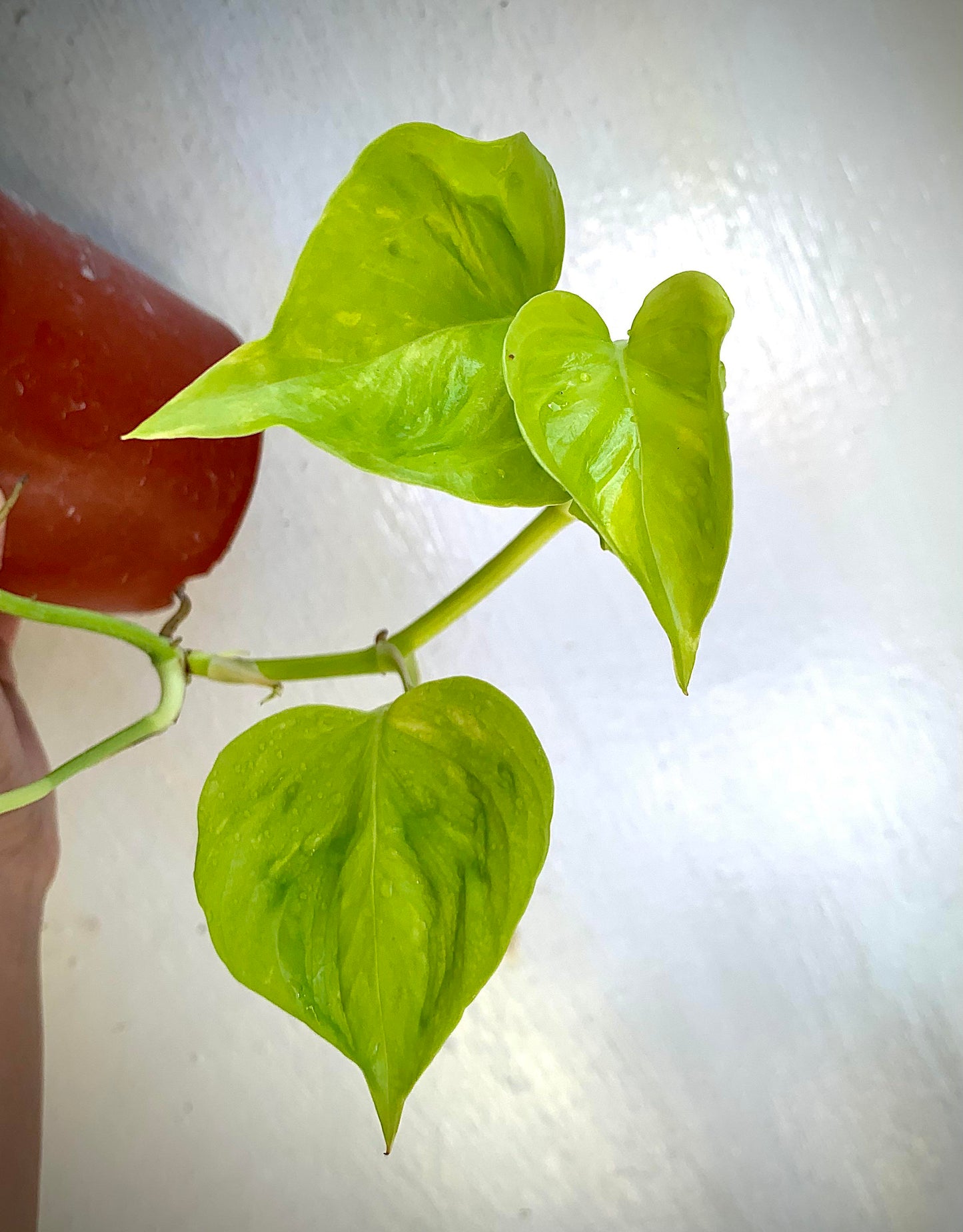 Rare Pothos Plant Starters Collectors Plants Uncommon/Rare Pothos Plants Cuttings Albo Pothos Dragon Key Sleeping