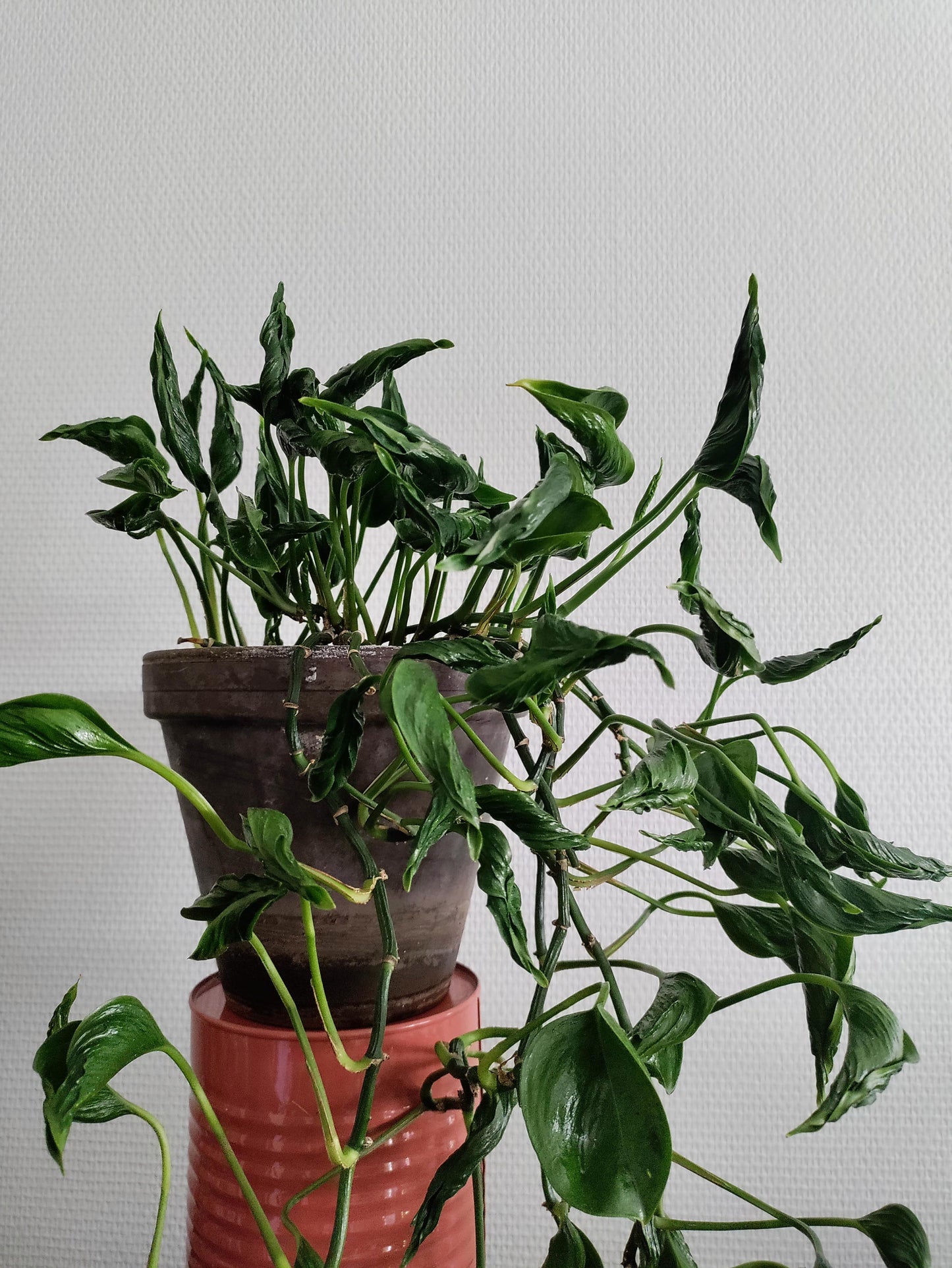 Shangri La Sleeping Godzilla Pothos Plant Node Cuttings, Houseplant Cuttings, Shangri La Pothos Collectors , Plant Cutting