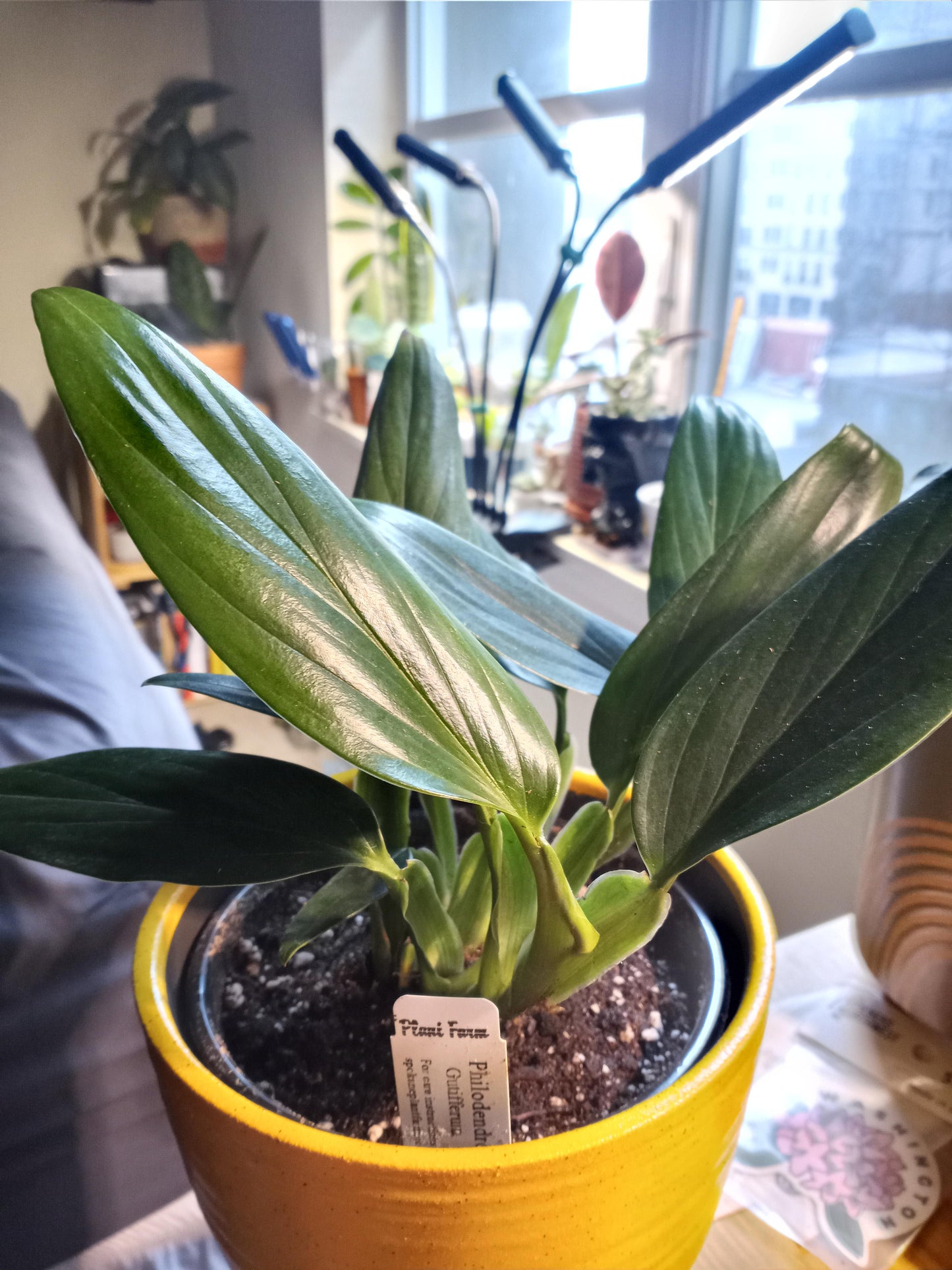 Philodendron Guttiferum – Upright, Glossy Leaf Houseplant Cuttings or Rooted Starter Plant