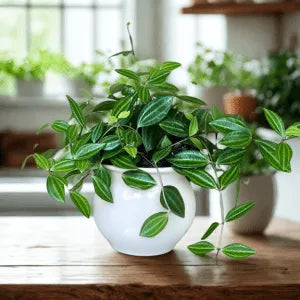 Pet Friendly Box Surprise Plant Box Cutting Clipping Leaf Common/Popular or Rare/Uncommon