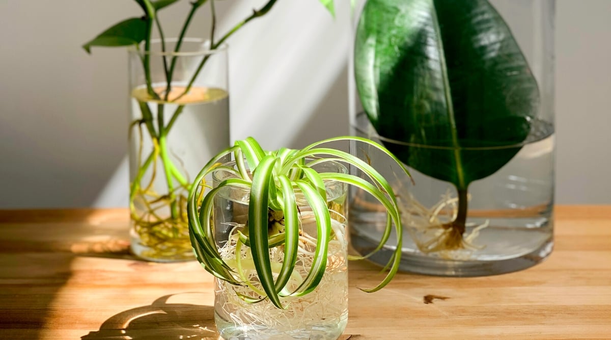 house plants cuttings House Plant Cutting Mystery Surprise Box Get a box of fresh cut surpri – Rooting 4 Joy