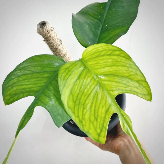 RARE Uncommon Pothos Starter Plants Baby Beginner Plants Rio Manjula Albo Skelton Key