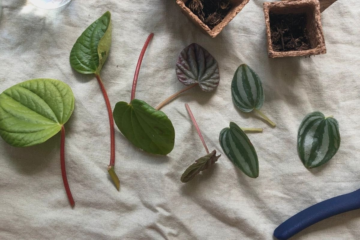 Pet Friendly Box Surprise Plant Box Cutting Clipping Leaf Common/Popular or Rare/Uncommon