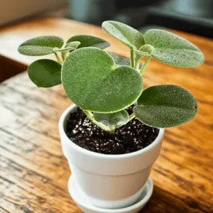 Pet Friendly Box Surprise Plant Box Cutting Clipping Leaf Common/Popular or Rare/Uncommon