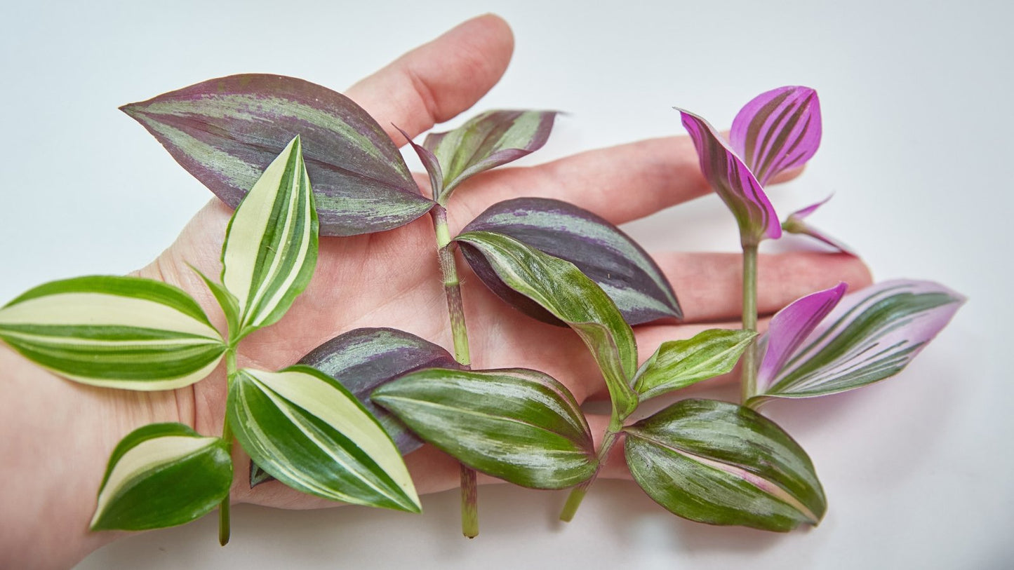Wandering Jew Inch Plant Cuttings Jewel cuttings no roots mystery box purple pink and variegated cuttings
