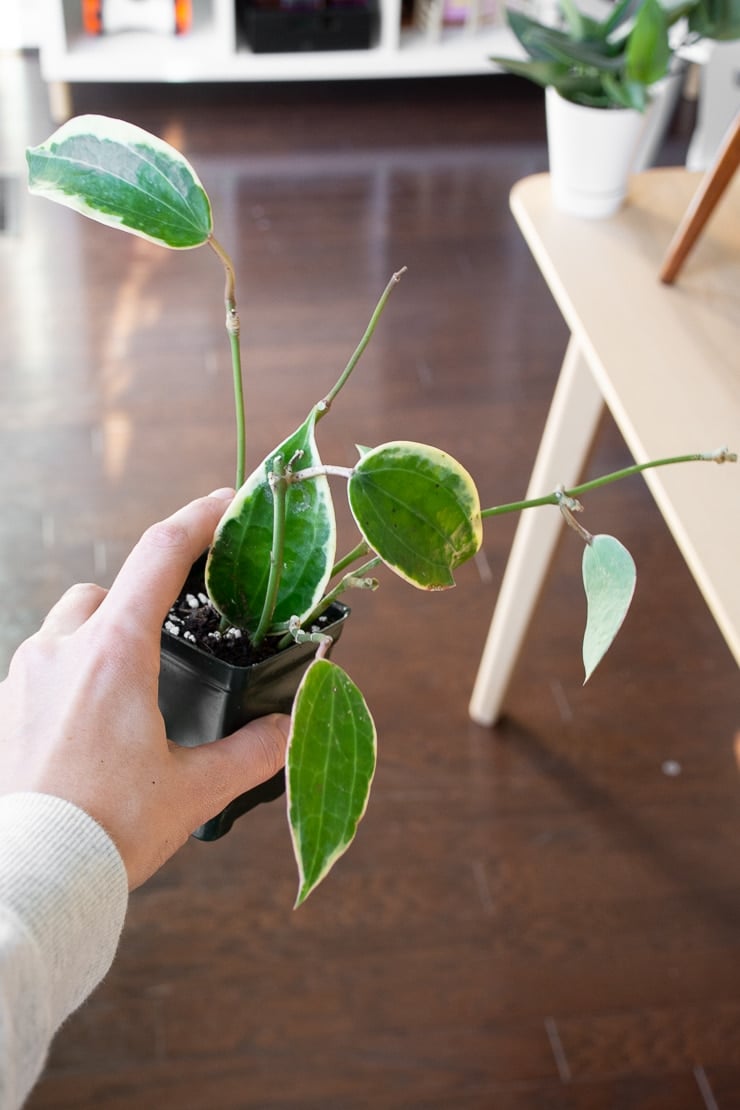 Hoya Macrophylla Variegata – Large Variegated Wax Plant with 3D Textured Leaves