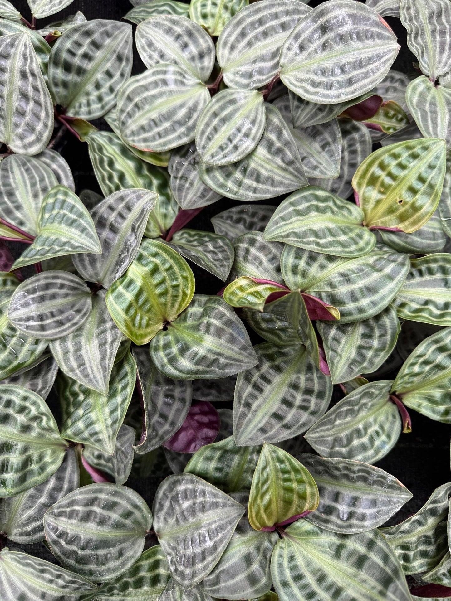 Geogenanthus poeppigii -Rare Beauty: Cuttings & Rooted Starter Creeping Inch Plant