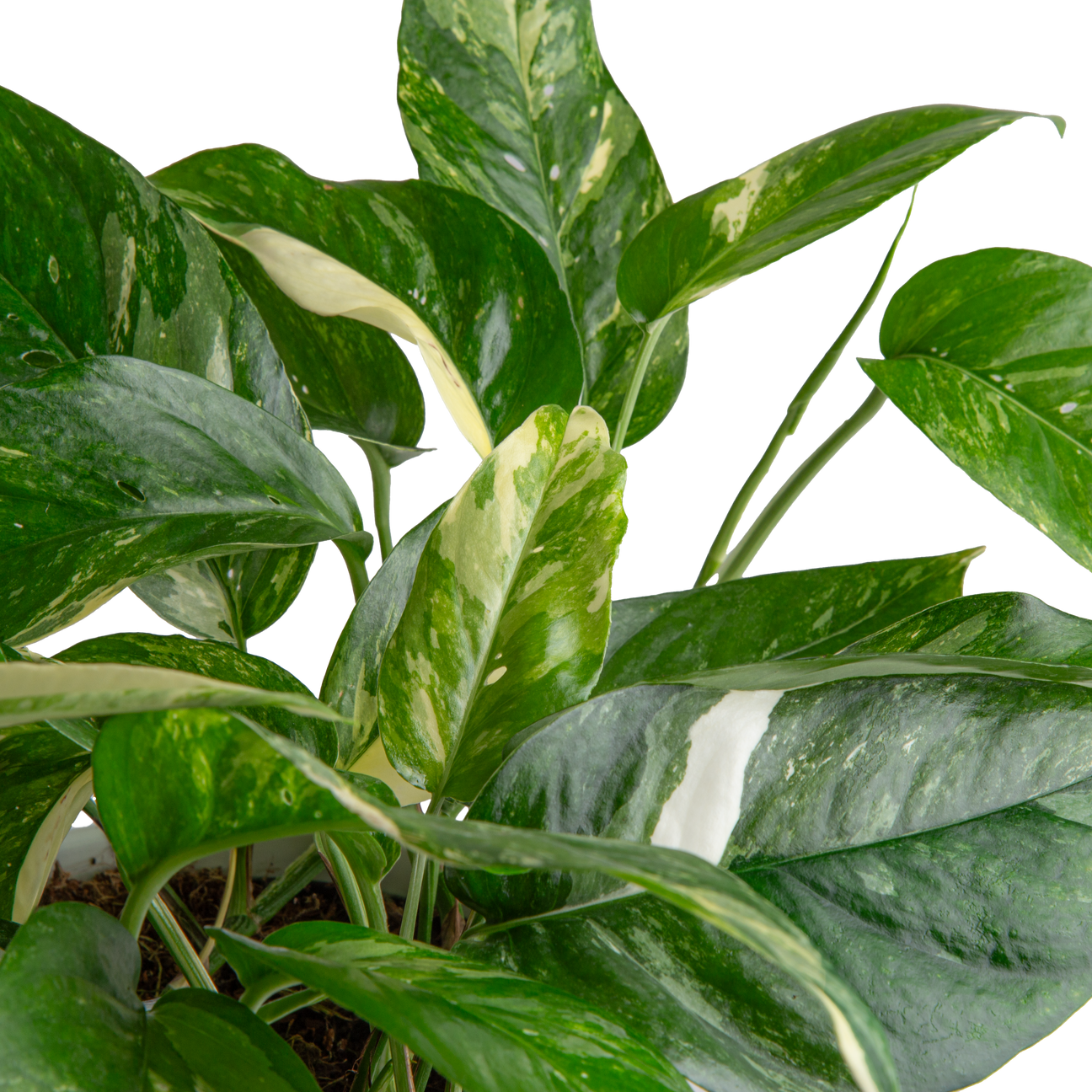 RARE Uncommon Pothos Starter Plants Baby Beginner Plants Rio Manjula Albo Skelton Key