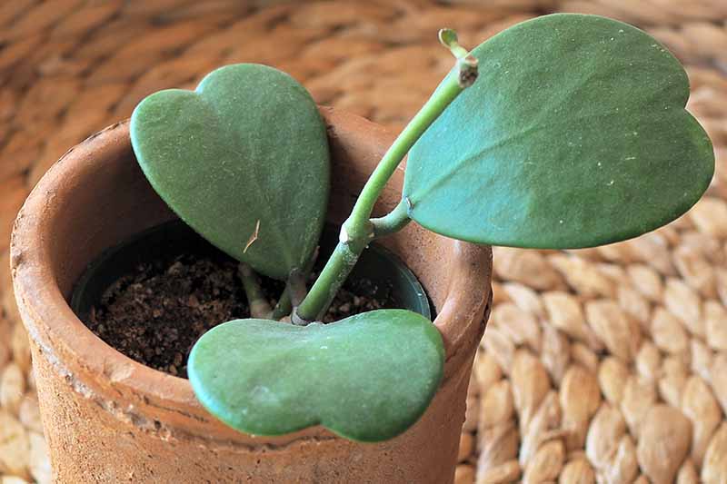 Hoya Plant Cuttings Pick Which you want common & Rare Hoya leaf node plants