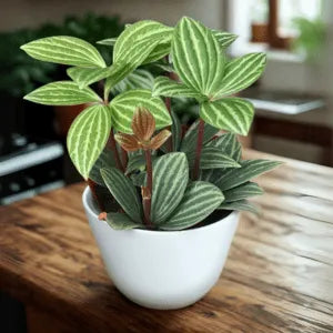 Pet Friendly Box Surprise Plant Box Cutting Clipping Leaf Common/Popular or Rare/Uncommon