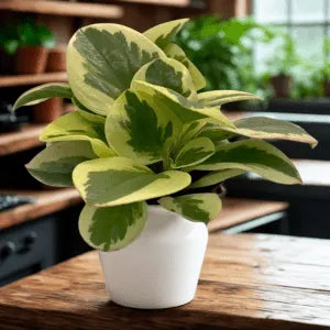 Pet Friendly Box Surprise Plant Box Cutting Clipping Leaf Common/Popular or Rare/Uncommon