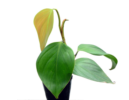 Rare Philodendron Pangui – Climbing Velvet Leaf Collector Plant - Tropical Cutting or Rooted Starter