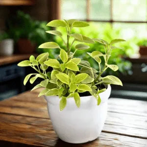 Pet Friendly Box Surprise Plant Box Cutting Clipping Leaf Common/Popular or Rare/Uncommon
