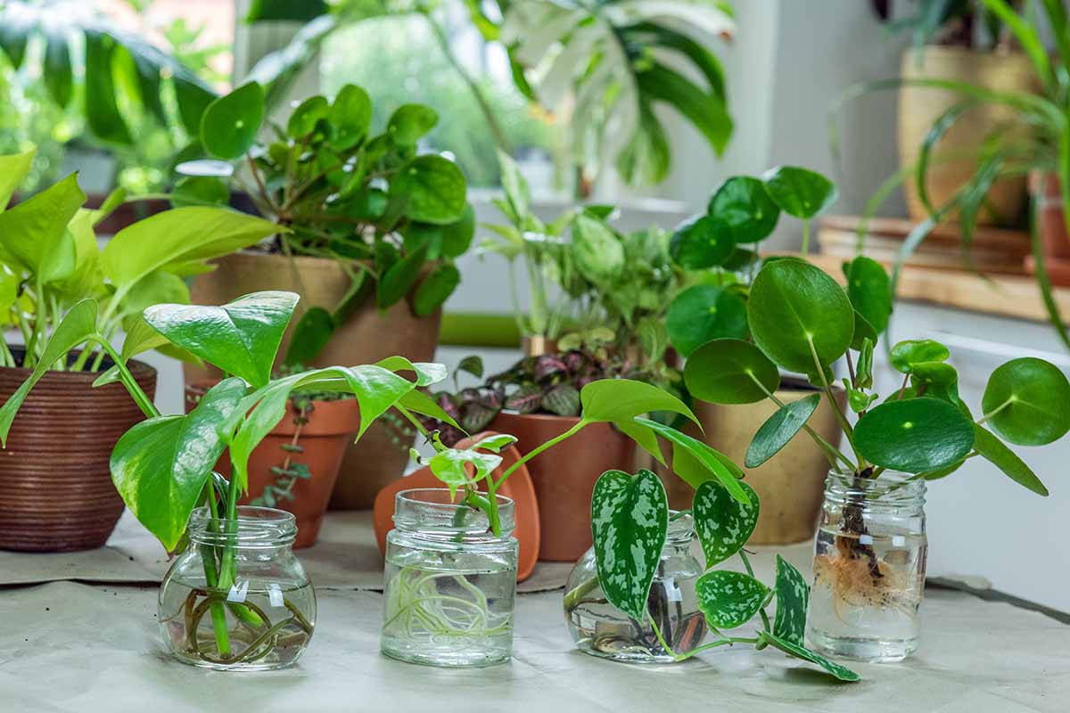 indoor plant with cut leaves House Plant Cutting Mystery Surprise Box Get a box of fresh cut surpri – Rooting 4 Joy