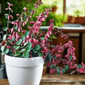 Pet Friendly Box Surprise Plant Box Cutting Clipping Leaf Common/Popular or Rare/Uncommon