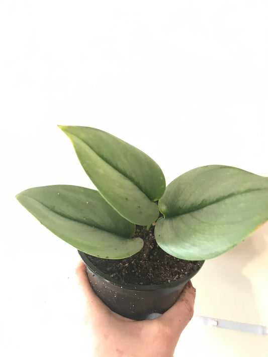 Buy Moonlight Silver Satin Pothos (Scindapsus pictus) – Low Light, Trailing Plant Cuttings Or Rooted Starter