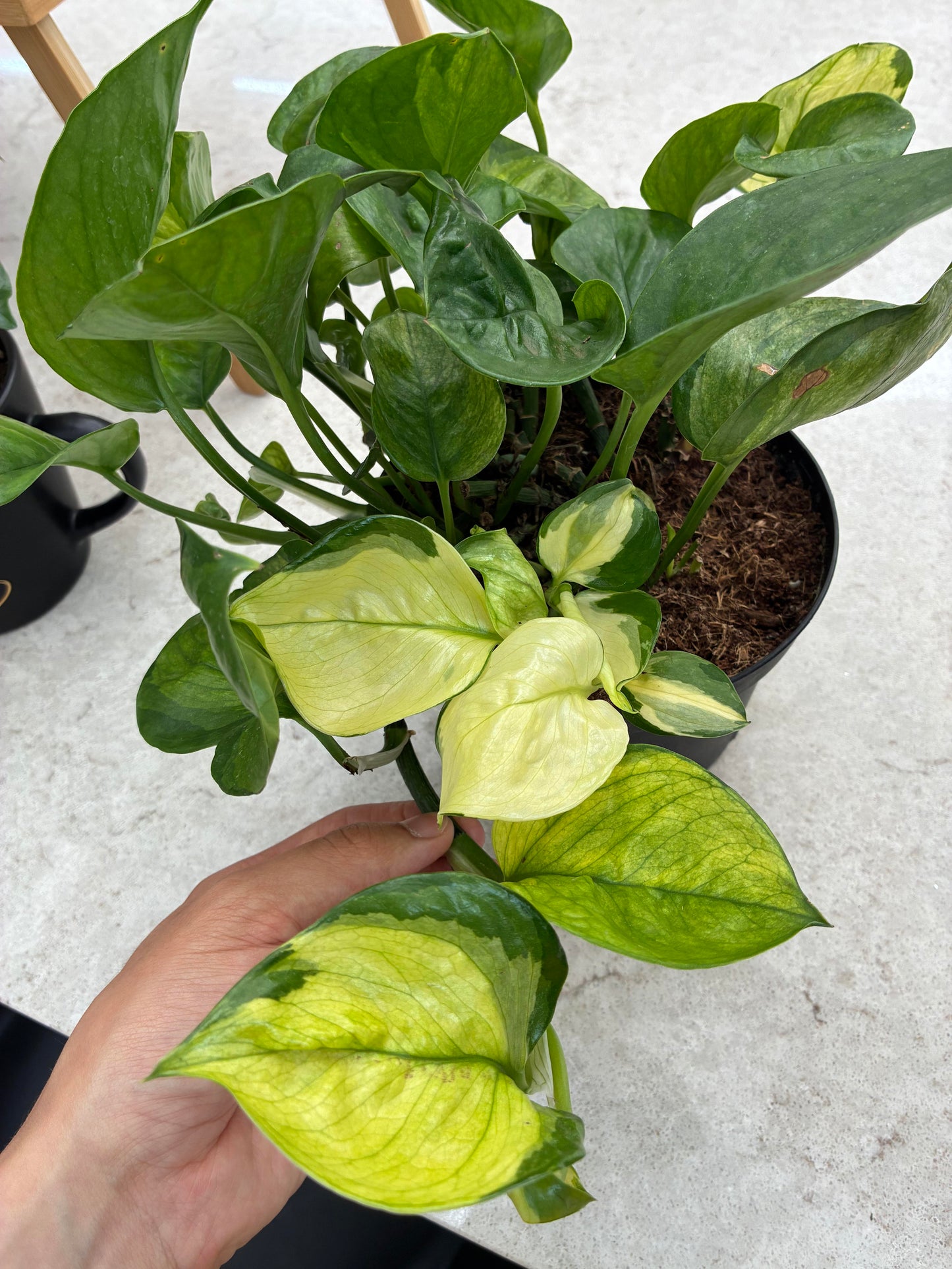 Rare Pothos Plant Starters Collectors Plants Uncommon/Rare Pothos Plants Cuttings Albo Pothos Dragon Key Sleeping