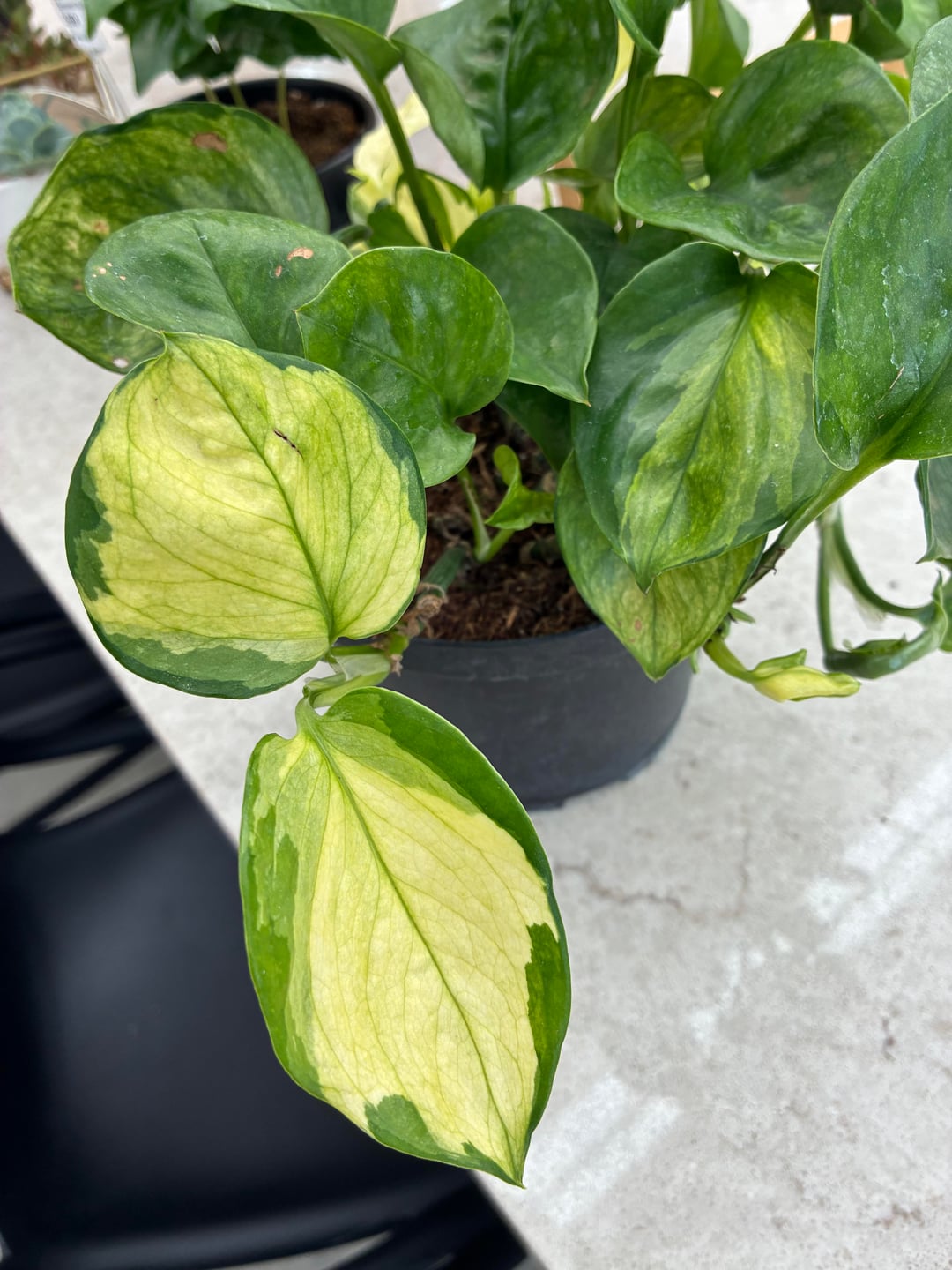 Lemon Top Pothos 🍋 | Bright Tropical Indoor Plant | Easy Care & Fast Growing Vine