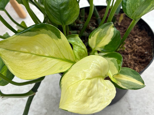 Lemon Top Pothos 🍋 | Bright Tropical Indoor Plant | Easy Care & Fast Growing Vine
