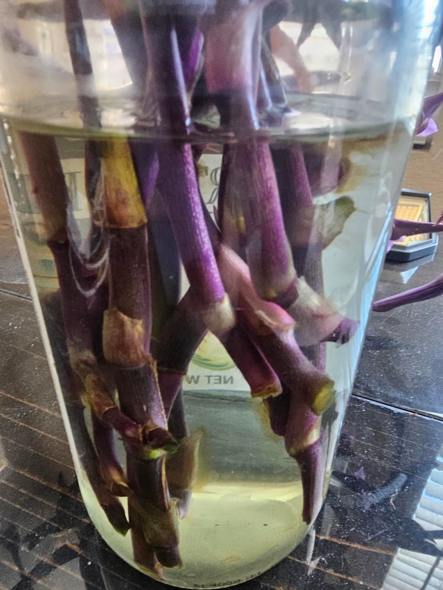 Purple Heart Wandering Jew Inch Plant Cuttings/Clippings or Unrooted Jewel