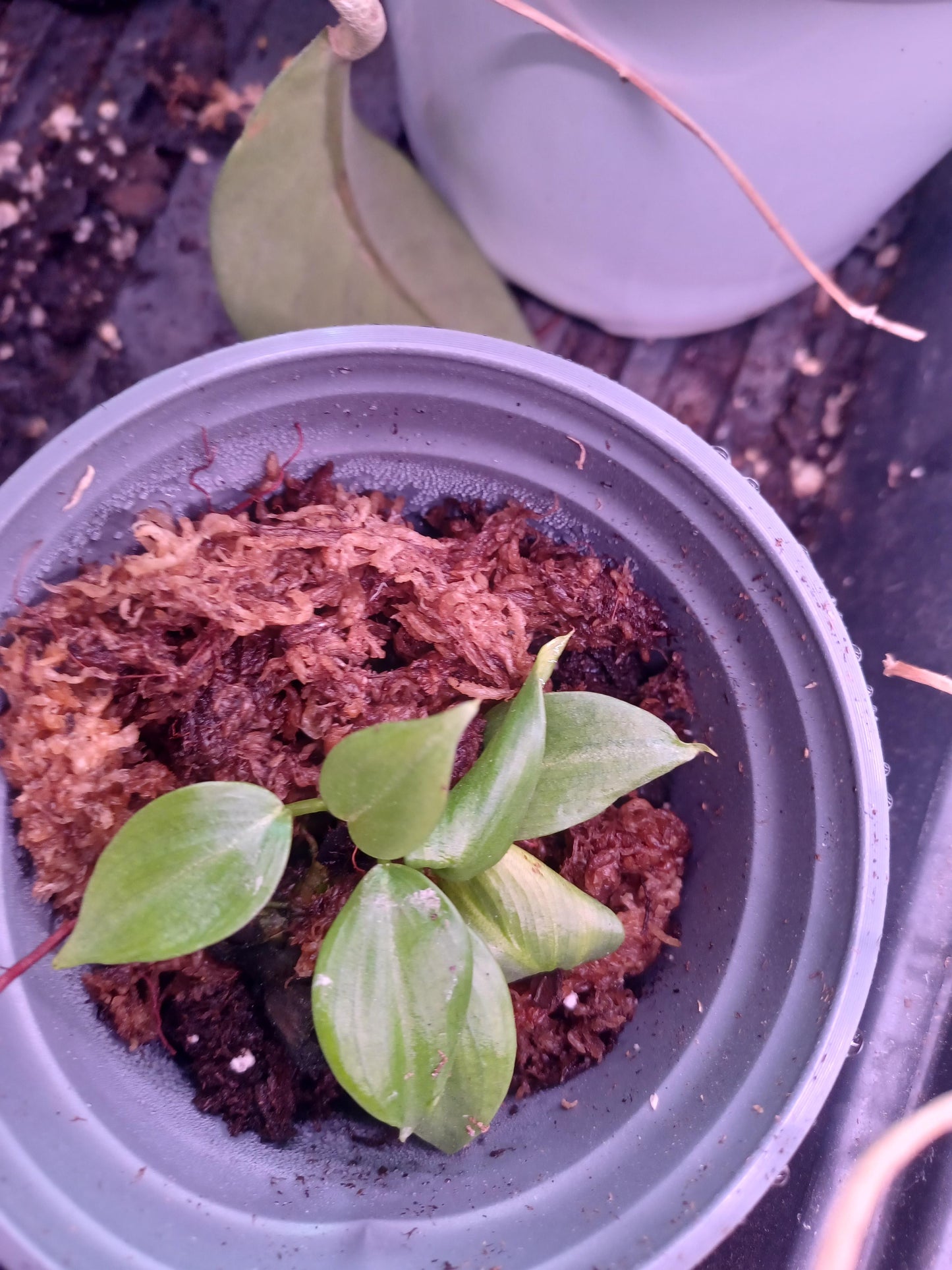 Rare Philodendron Pangui – Climbing Velvet Leaf Collector Plant - Tropical Cutting or Rooted Starter