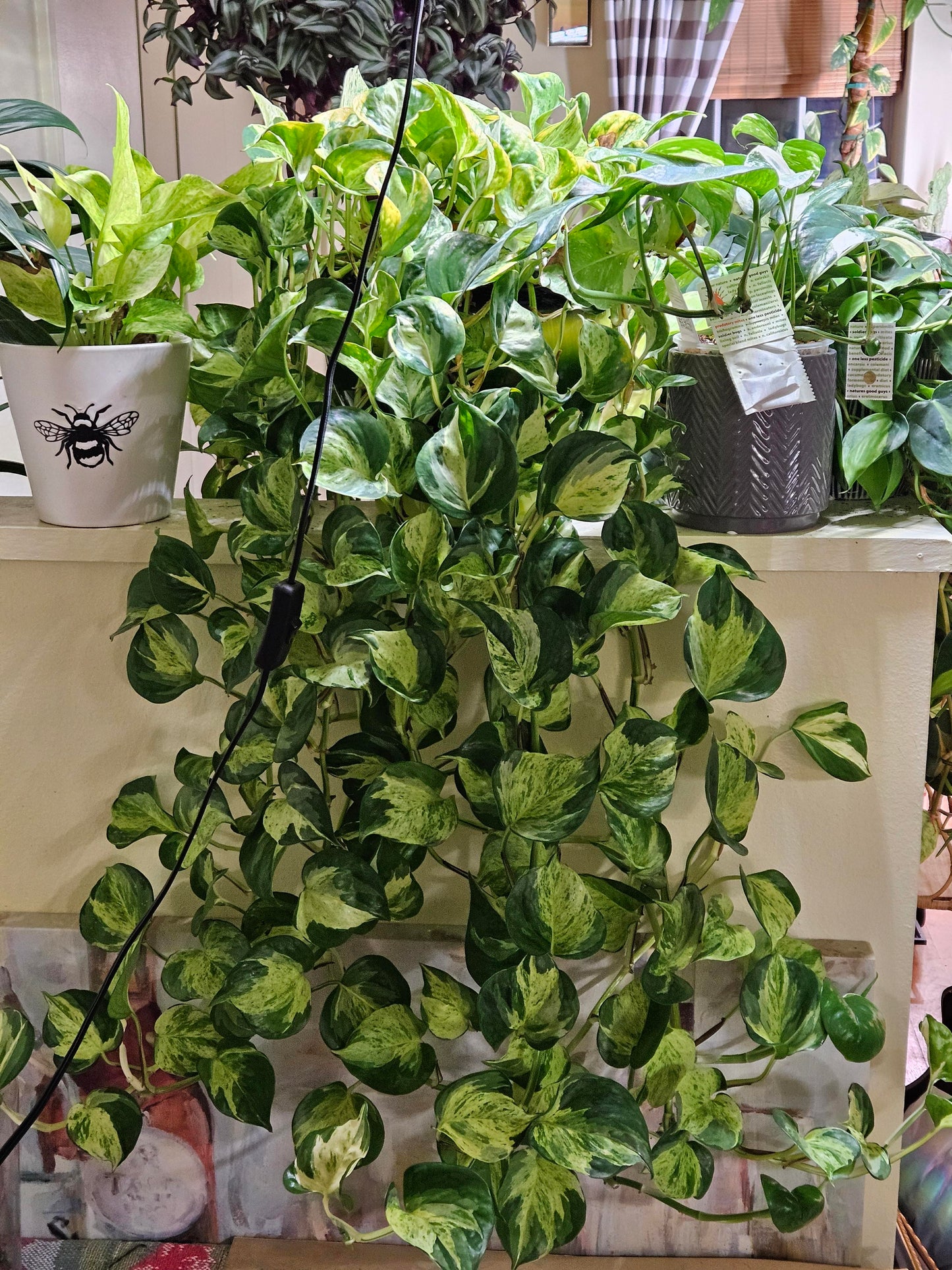 Manjula Pothos Plant Best White Variegated Pothos Plants Best Rare Pathos Plant